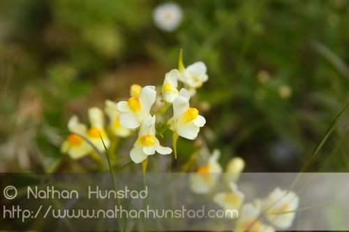 Yet another closeup of flowers.